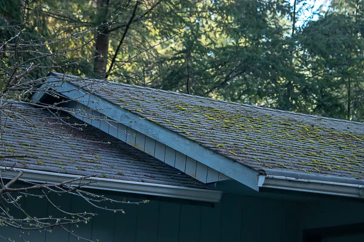 Mossy Roof