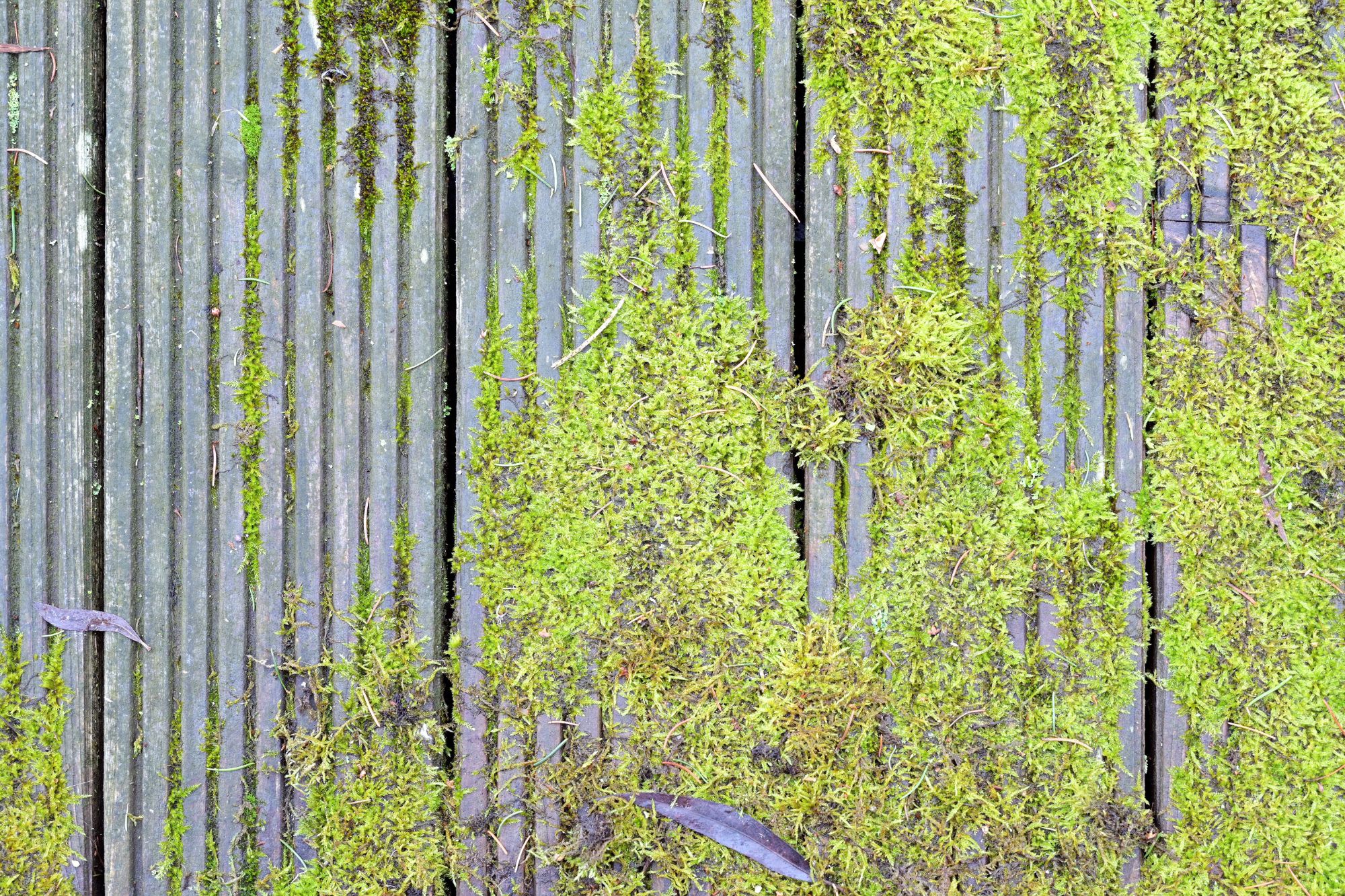 Moss growing between weathered wooden deck boards, with green patches and gaps evident between planks.